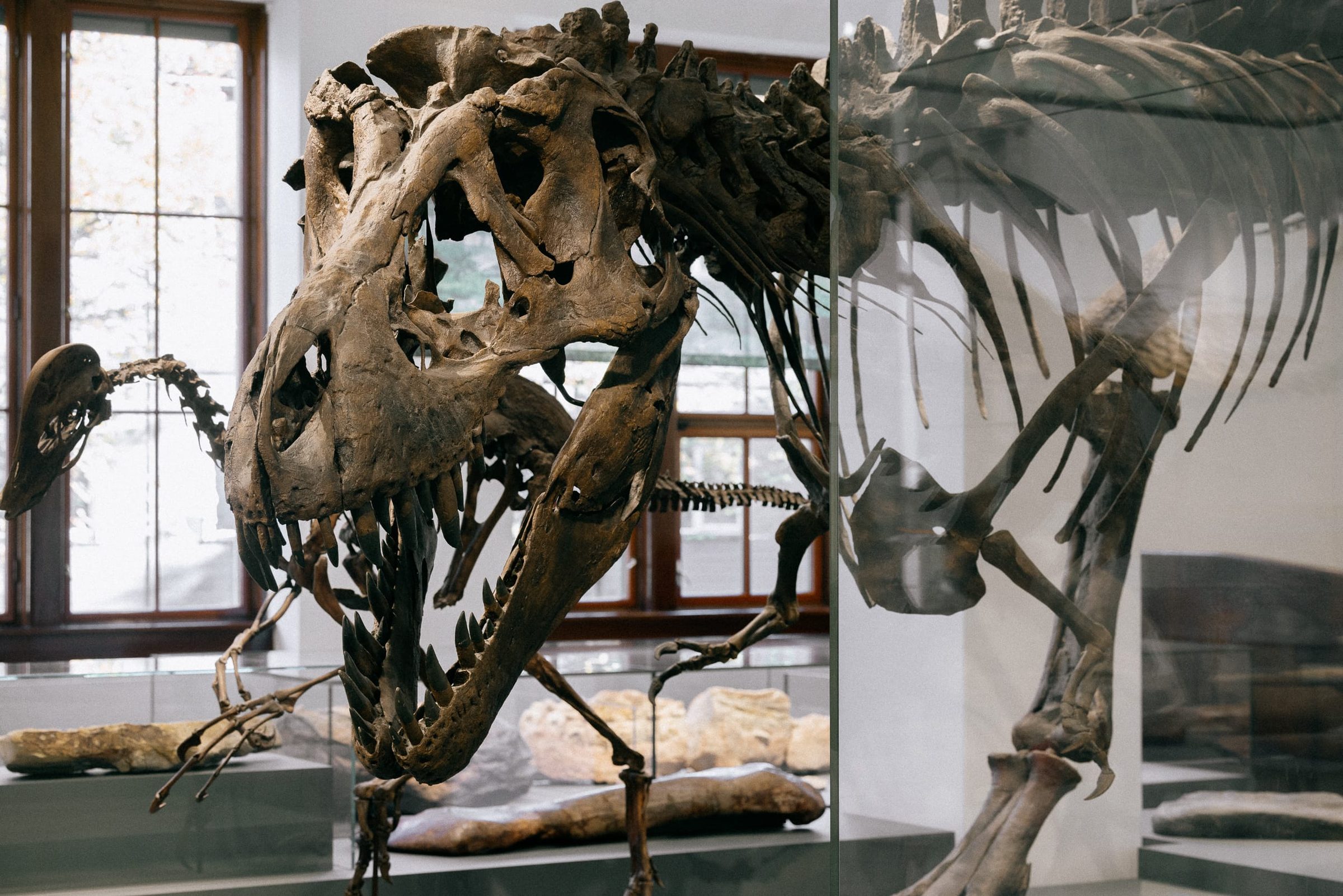 Bleed / Naturhistorisk museum — Identity photography by Abrakadabra